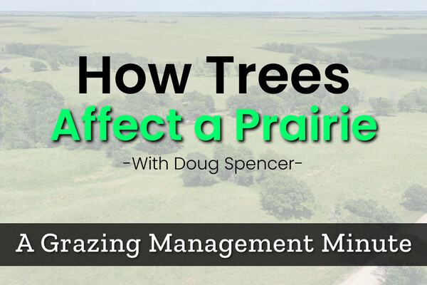 How Trees can Affect a Prairie?