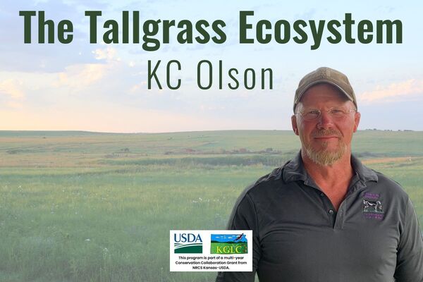 The Tallgrass Ecosystem