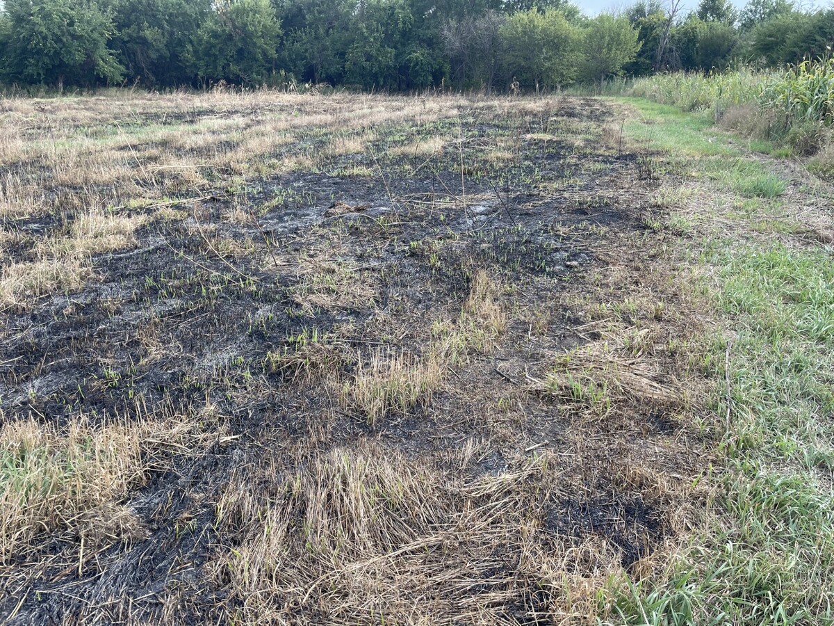 Smooth brome shoots growing after a growing season burn prior to a herbicide application