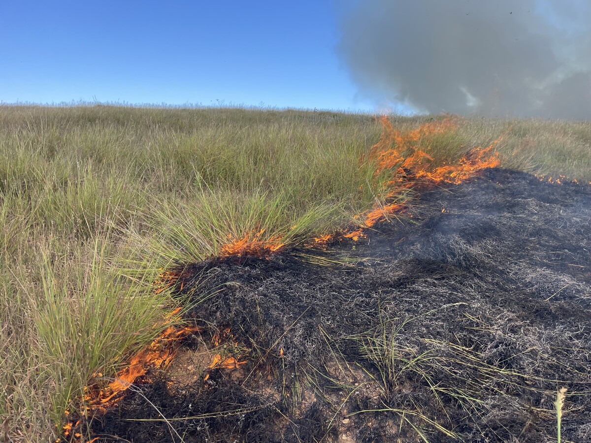 growing season burn on Old World Bluestem